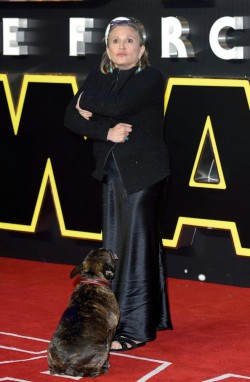 drovie:  endermisha:  cynical-blogger:  Gary appreciation post  Can Gary be in the next star wars movie pls  Just a reminder that Gary is a service dog. Gary is Carrie Fisher’s service dog. Gary’s the reason why we got to have Carrie Fisher back in