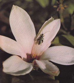 tomfordvelvetorchid:  plant-scans: Thick-legged flower beetle on magnoliaLife on Earth, David Attenborough, 1979  Me as a beetle  