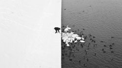    A man feeding swans and ducks from a snowy