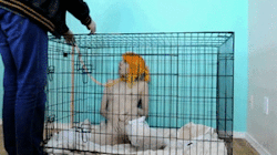 becomingtiger:  hippietardis:  becomingtiger:  I really really really want a cage :(  And you know if you need one mastersubverter will provide it. He likes you like that. From what I can tell.  I hope so! :p Please mastersubverter? 💖