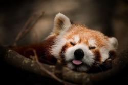 summon-the-monster:  peterjaussie:  Red Panda  For real? 