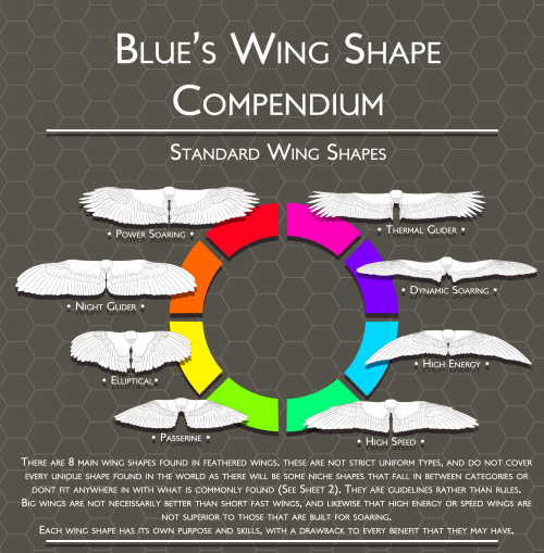 scribbly-blue-hearts: Blue’s Feathers and Wings Compendium: Standard Wing Shapes     Part 1 [Standard ]| Part 2 [Atypical] | Feather Markings | Tail Feathers    I have expanded the traditional 4 types; Highspeed, Elliptical, Low Aspect and High Aspect
