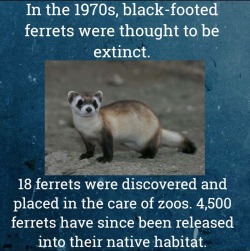 libertarirynn: cutefatprincess:  ffa-trash:   aquaristlifeforme:  Zoos prevent extinction. This is why I support zoos. This is why the world should support zoos.  Meme credit goes to the zookeepers at www.facebook.com/ZoosSavingSpecies @zoossavingspecies