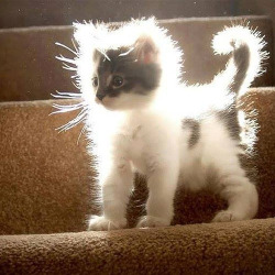 posts-that-only-suck-a-little: she is enlightened, transcending her corporeal kitty cat form and will soon transform into a being of pure fuzzy lil baby kitten light