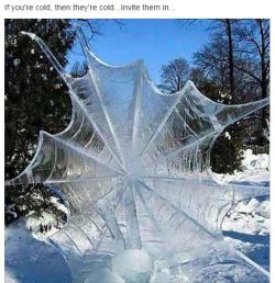 a friend of mine posted this on facebook. just saying i would love to have some giant spiders come by. just don&rsquo;t eat me. 