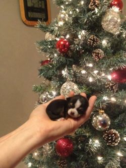 lolcuteanimals:  Puppy’s First Christmas. 
