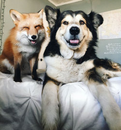 culturenlifestyle:  Pet Fox Becomes Best Friends with Dog Internet famous pet fox Juniper has a dog best friend, named Moose. An Australian Shephard mix, both Juniper and Moose eat and sleep together. Juniper’s Instagram account documents his daily