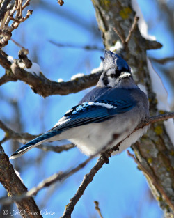 jdlb2013:  Blue Jay in winter 