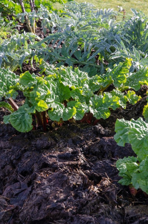 biodiverseed:  papalagiblog:  Charles Dowding’s No-Dig (And No Weed) Garden in Somerset  I love seeing no-till operations in action! This is a brave new era of best practices to prevent soil depletion.