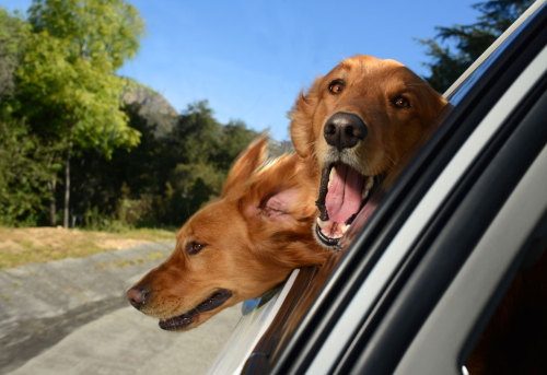 kaihire:  thefrogman:  Dogs in Cars [website] porn pictures