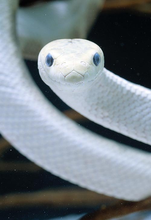 earthlynation:    A sea snake (Hydrophis elegans) has one lung, but also breathes