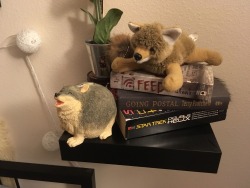 good-dog-girls:My wife bought me this extremely round coyote bank. It is the roundest doggo. My friends on IRC are amused by fat doggo&gt;It’s so fucking happy too, it’s adorable.&gt;That’s what happens when you eat too many chickens&gt;chubby doge&gt;wha