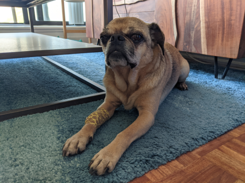 Guess who’s home after his surgery?! Louie had to have six teeth pulled out of his gross pug face this morning. Thank you to everyone who chipped in toward the operation; it made a huge difference!As soon as I brought him home (after having carried