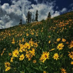 coffeentrees:  iPhone photo by David Guttenfelder || @dguttenfelder. Wildflowers bloom on a hillside at Yellowstone National Park’s Dunraven Pass. On assignment for National Geographic Magazine. by natgeo