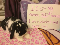 pamperedprincessbaby:  princess-of-poof:  neverlandforlittles:  princess-of-poof:  Time to shame the rabbit. The irony is that she tried to eat the sign while I was taking the second picture.  she’s so cute though omg !!  Don’t let her fool you, that