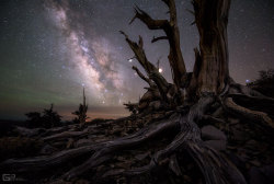 capturingthecosmos:  Galaxy and Planets Beyond Bristlecone Pines  via NASA http://ift.tt/1W73QWu 