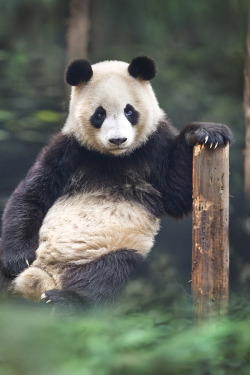 journeyearth:  Portrait of a panda by David Hobcote  that is one fierce panda