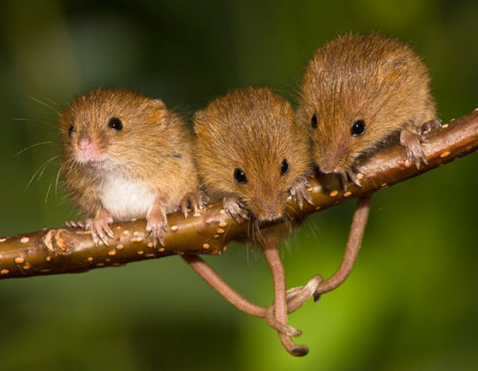 this is a harvest mouse appreciation post