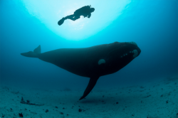 nubbsgalore:  &ldquo;they were highly curious. they would come within inches of me with great curiosity, but no aggression,&rdquo; notes brian skerry, who was photographing southern right whales in the auckland islands marine reserve. said brian, i’ve