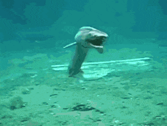 bogleech:bogleech:blondebrainpower:Frilled shark seen near Japan. This is the only video of a frilled shark on the whole internet but it’s a deep sea animal in the process of dying which is why it swims so weird and its gills are puffed out and its