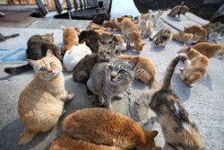 splders:  cuteness-daily:  This is Cat Island. It is located in Tashirojima which is a small island in Ishinomaki, Miyagi, Japan. With a population inhabited by mostly cats.   please take me there 
