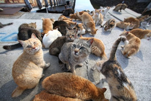 cuteness-daily:  This is Cat Island. It is porn pictures
