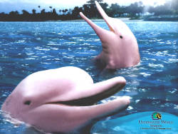sixpenceee:  The pink river dolphin has lived in the Amazon River and in the streams and main rivers of the Orinoco River systems for centuries. However, it is on the verge of extinction. You can read about it here