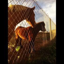 #horses #eastcounty #beautiful #moemeatproductions  (at Gehringer Elementary)