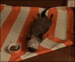 4gifs:  Taking relaxation to an otter level. [video]