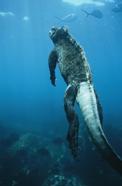 rhamphotheca:  A marine iguana (Amblyrhynchus