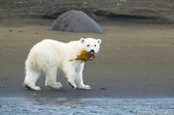 llbwwb:  A baby polar bear in Svalbard snacking on a piece of seaweed Photo by Andrew Schoeman 