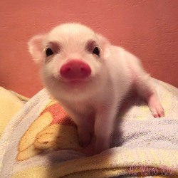 awwww-cute:  Baby pigs are adorable