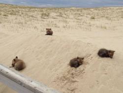 americasgreatoutdoors:  Here’s your daily dose of cute: Four baby foxes 🐺  snuggling on the beach at Cape Cod National Seashore in Massachusetts. The seashore protects 40 miles of pristine sandy beach, marshes, ponds and uplands support diverse
