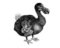 cvws:  A dodo based on an old illustration - my first drawing with procreate and the apple pencil!Procreate &amp; Apple Pencil, 2018https://www.instagram.com/cvws/