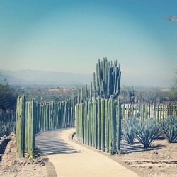 androssmx:  Jardines de México 