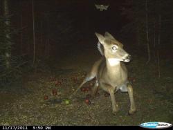howtoskinatiger:  carnivorecam:  Deer runs from flying squirrel (caught on trail camera)   This is one of the greatest images I have ever seen 