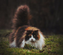 mostlycatsmostly:  mstrkrftz:    Mille, the Norwegian Forest Cat | Jane Bjerkli   I bow to thee, Majestic Creature. 