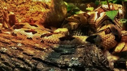 eruditionanimaladoration:  Timber Rattlesnake happy they cranked the heat up in the reptile house