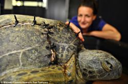 sixpenceee:  This green turtle’s shell is stitched back together with plastic after this he suffered a horrific crash with boat in Australia. He underwent surgery at animal hospital in Darwin, Australia. He is recovering in intensive care after huge