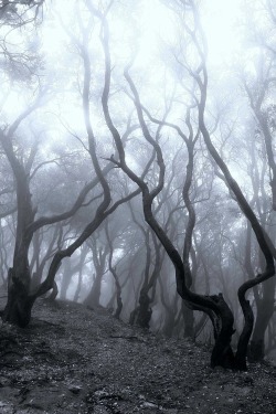 Scary forest | via Tumblr on We Heart It.