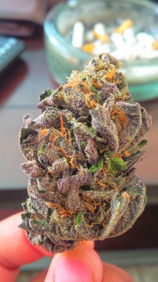 iinkanddiamonds:  Purple cheese!  I could so use a blunt with some of that beautiful nug right now.