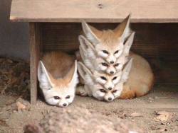 the-last-teabender:  drumandmirror:  Properly organized fox storage  Please refill left fox at earliest convenience. 