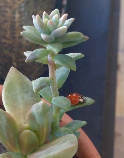 peachqueeen:  A ladybug has befriended my