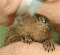 mistersailor:  we-got-dods-here:  tastefullyoffensive:  Video: Baby Pygmy Marmoset Loves Being Brushed with Toothbrushes  I’d want one of these little fuckers  meanmugginstraightthuggin