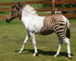 Zebroid is the name given to a hybrid between a zebra and any other equine. Exciting specific names have been given to the offspring between zebras and horses (&ldquo;zorses&rdquo;), donkeys (&ldquo;zonkeys&rdquo;, &ldquo;zedonks&rdquo; or &ldquo;donkras&