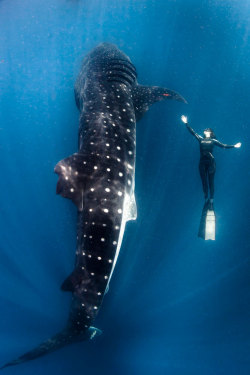 May I have this dance? (Whale shark and free diver at Isla Mujeres, Mexico)