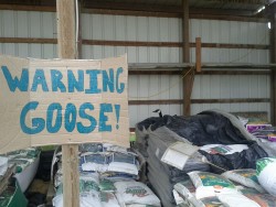 fantasiawandering:  thisisnttrevor:  seriously-youknow:  homoofspace:  farorescourage:  WELCOME TO CANADA WHERE WE LITERALLY PUT UP WARNING SIGNS FOR NESTING CANADIAN GEESE BECAUSE LET ME TELL U ABOUT THESE FRICKERSFIRST OF ALL THEY HAVE FUCKIN TEETHON