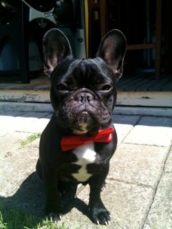 n0remedy:  freakydeath:  freakydeath:  my uncles dogs   hahahahahahaha look at them  Need both omg  Such hansom doggies with their bow ties :) so cute really makes me want to get a French bulldog as a friend for my pug.