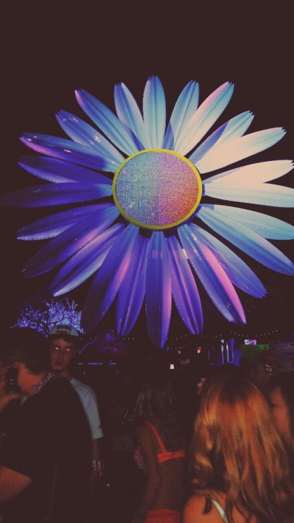 lynne-win:  Find the electric daisy.