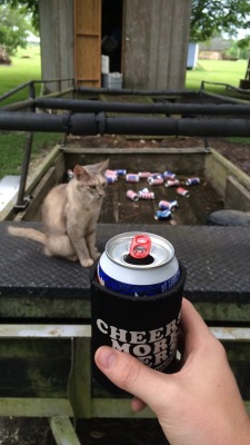 All u need in life. Beautiful cats and beer